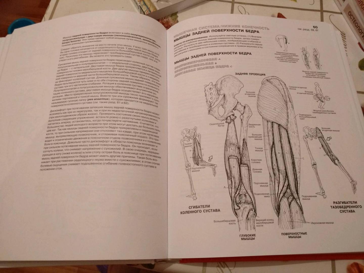 Иллюстрация 53 из 65 для Анатомия человека. Атлас-раскраска - Элсон, Кэпит | Лабиринт - книги. Источник: Татенко  Валентина
