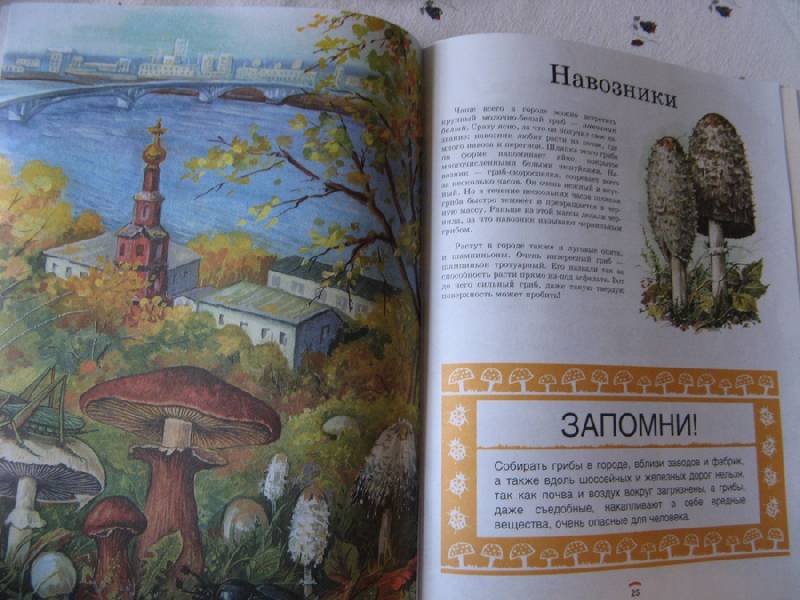 Иллюстрация 24 из 35 для Царство грибов: книга для чтения детям - Лидия Гарибова | Лабиринт - книги. Источник: Осень-рыжая подружка.
