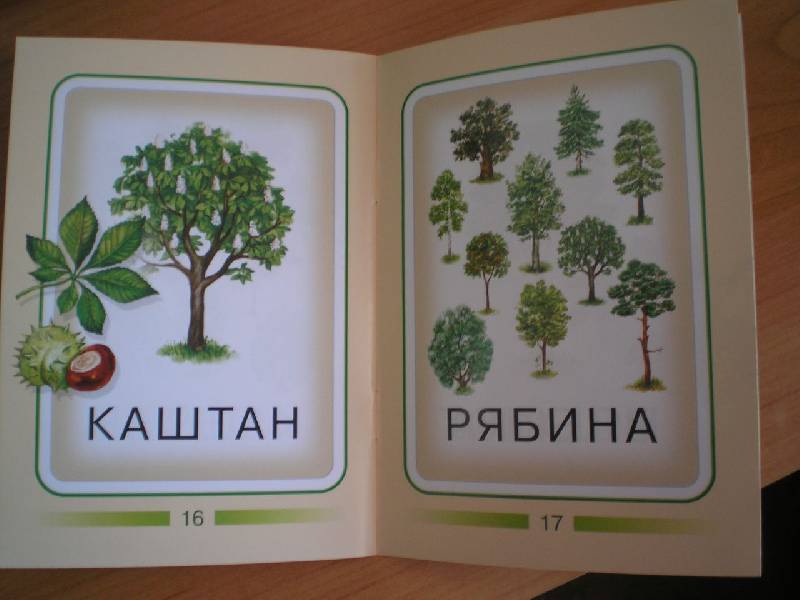 Иллюстрация 7 из 7 для Деревья | Лабиринт - книги. Источник: Тарасенко  Екатерина Сергеевна