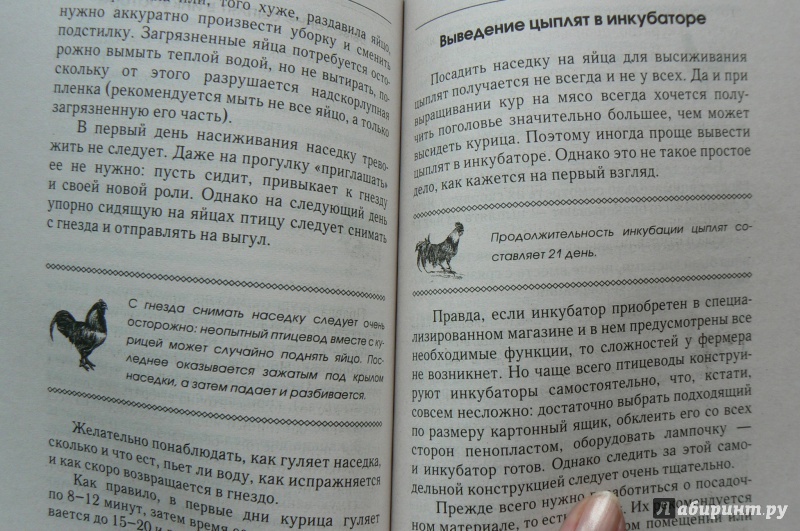 Иллюстрация 16 из 16 для Куры мясных пород - Иван Балашов | Лабиринт - книги. Источник: Марина