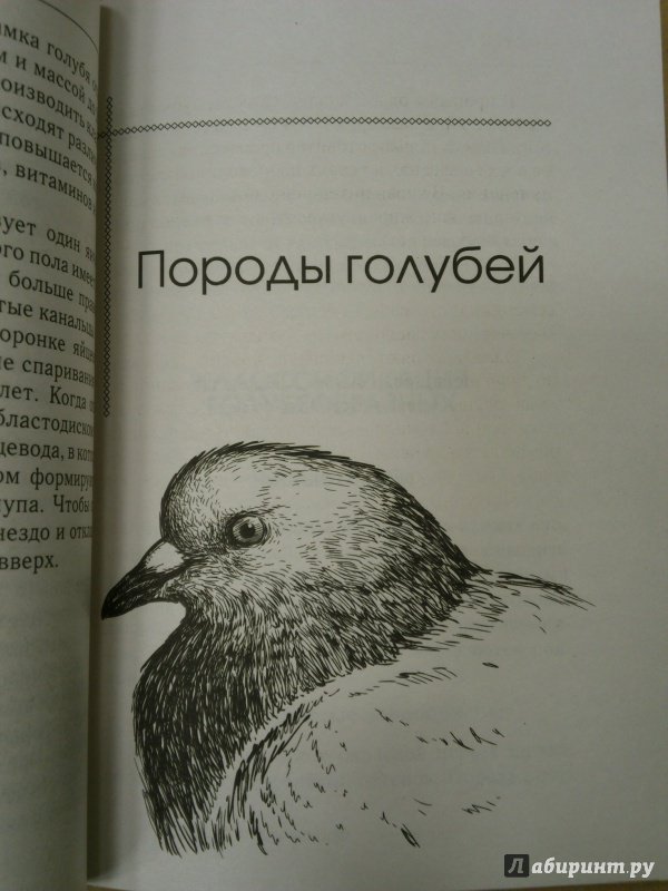 Иллюстрация 13 из 16 для Голуби - Евгений Степнов | Лабиринт - книги. Источник: Книголюб!