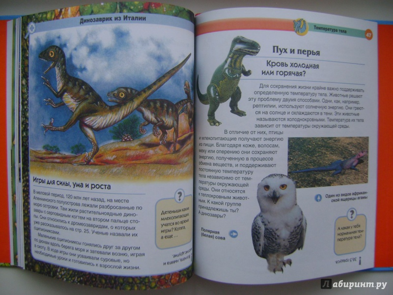 Иллюстрация 35 из 48 для Динозавры - Мария Боцци | Лабиринт - книги. Источник: Саша Юрина