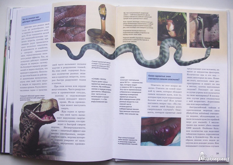 Бумажные змеи читать. Книга про змей. Книги о змеях Художественные. Книги со змеями. Энциклопедия про змей читать.