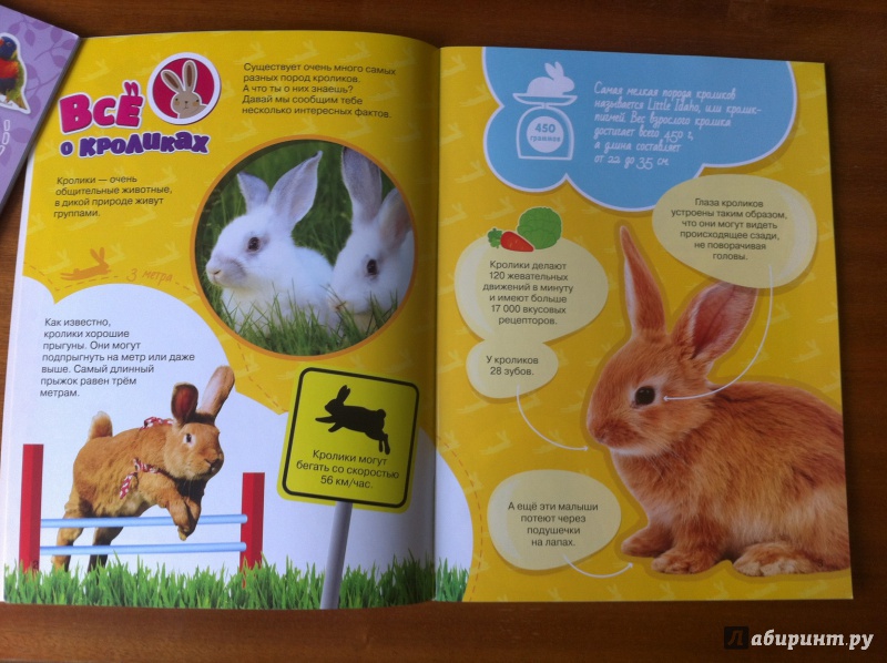 Иллюстрация 6 из 10 для Мой любимый кролик | Лабиринт - книги. Источник: ИрМур