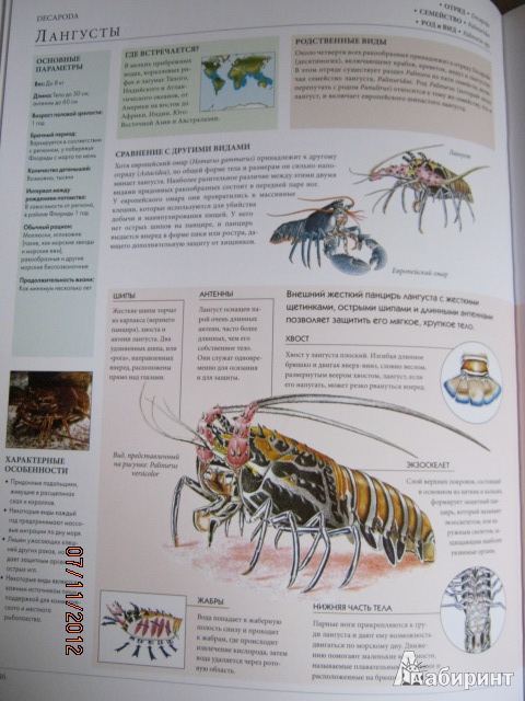 Иллюстрация 10 из 27 для Мегаэнциклопедия. Животные | Лабиринт - книги. Источник: Евгения39