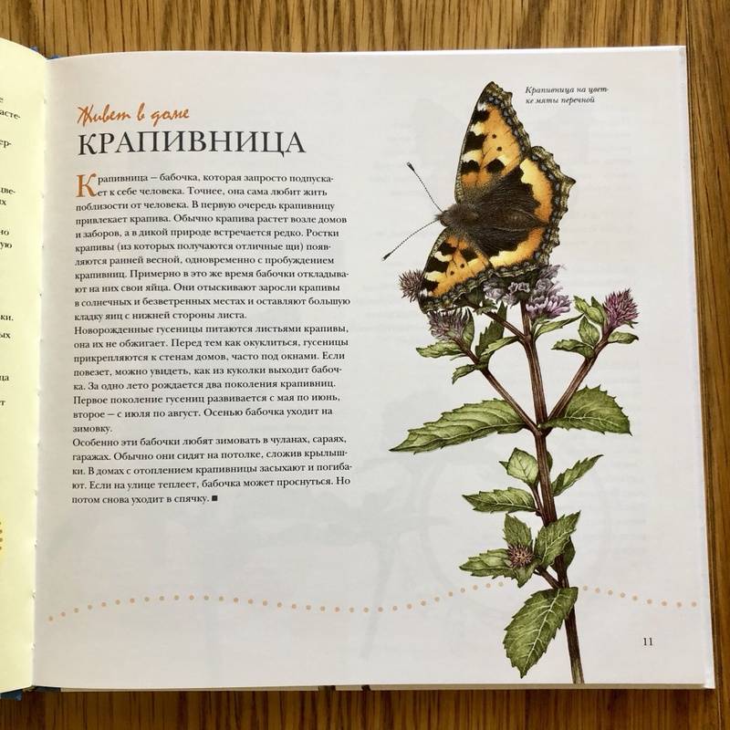 Иллюстрация 40 из 51 для Моя книга бабочек - Стефан Каста | Лабиринт - книги. Источник: S  Victoria