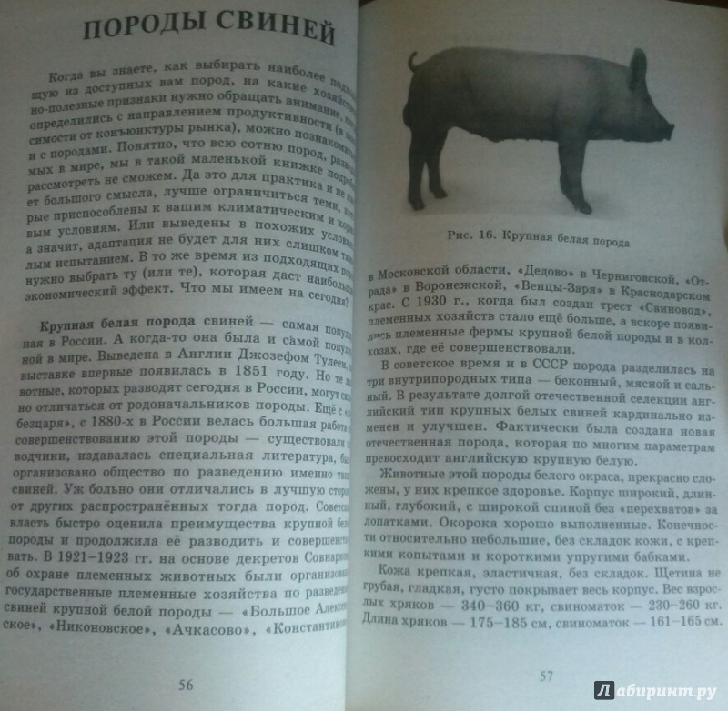 Иллюстрация 5 из 8 для Доходное содержание свиней и поросят в частном хозяйстве - Сергей Малай | Лабиринт - книги. Источник: SiB