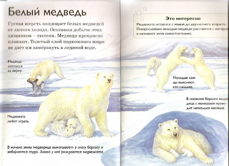 Иллюстрация 4 из 18 для Жизнь во льдах - Роберт Коуп | Лабиринт - книги. Источник: Аврора