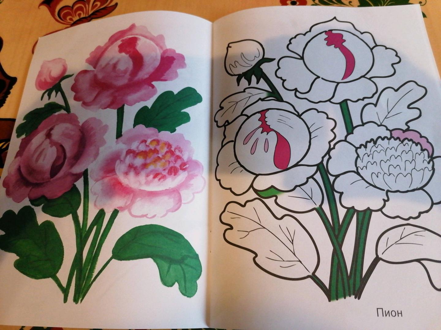 Иллюстрация 14 из 16 для Цветы садовые | Лабиринт - книги. Источник: Савушкина Ольга