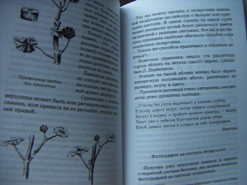 Иллюстрация 5 из 19 для Путешествие с домашними растениями - Николай Верзилин | Лабиринт - книги. Источник: Алонсо Кихано