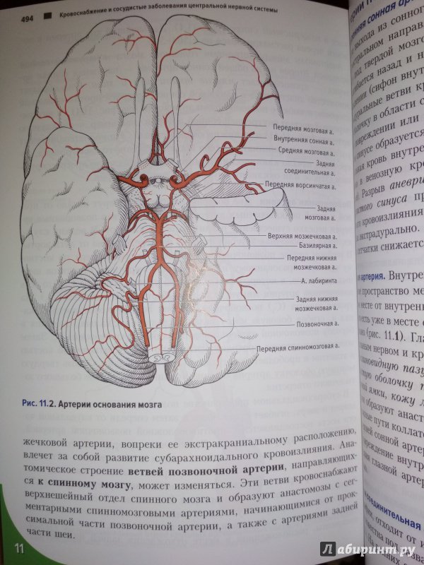 Иллюстрация 17 из 27 для Топический диагноз в неврологии по Петеру Дуусу. Анатомия. Физиология. Клиника - Бер, Фротшер | Лабиринт - книги. Источник: Лабиринт