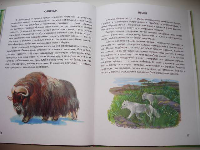 Иллюстрация 19 из 40 для Азбука живой природы - Александр Барков | Лабиринт - книги. Источник: Осьминожка