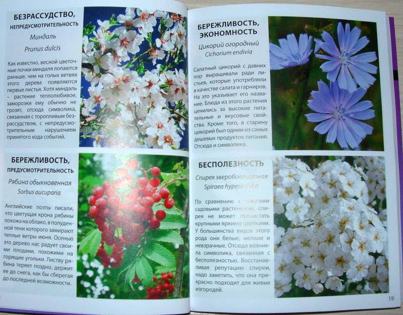 Иллюстрация 8 из 18 для Язык цветов | Лабиринт - книги. Источник: Rocio