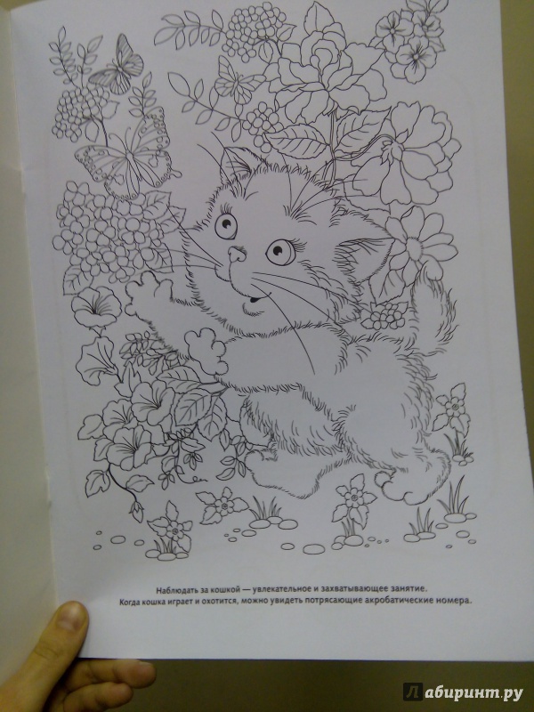 Иллюстрация 9 из 17 для Котята | Лабиринт - книги. Источник: Ульянова Мария