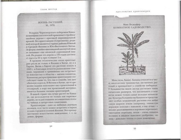 Иллюстрация 2 из 5 для Страстоцвет, или Петербургские подоконники - Ольга Кушлина | Лабиринт - книги. Источник: Solen