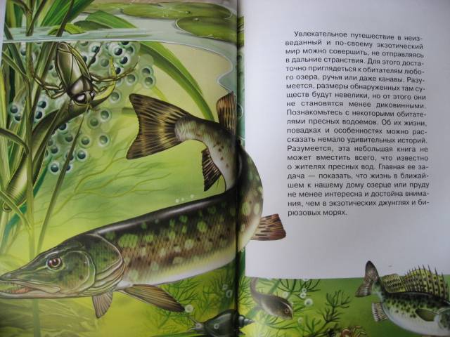 Иллюстрация 37 из 49 для Жизнь в пресной воде - Сергей Афонькин | Лабиринт - книги. Источник: svemikh