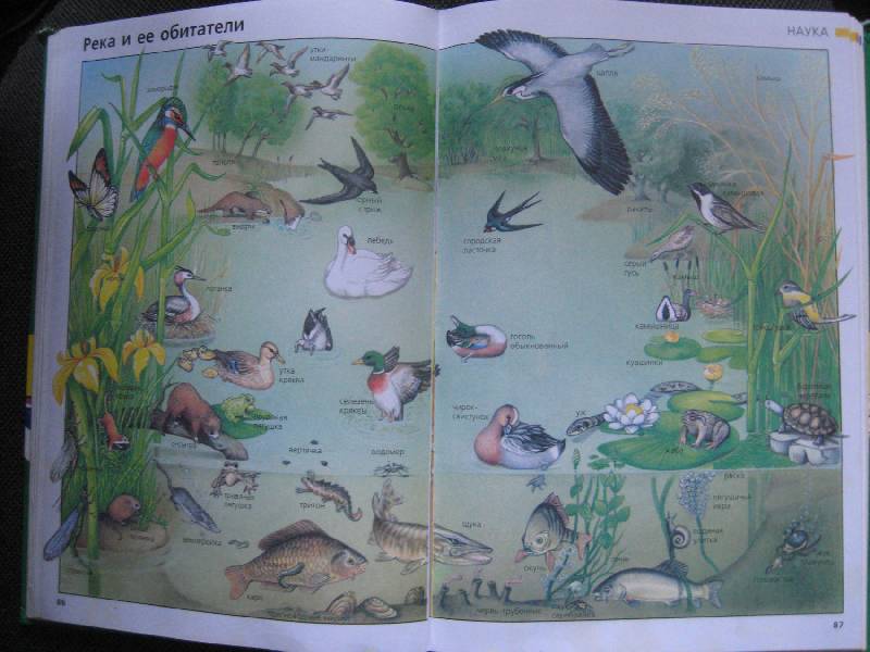 Иллюстрация 12 из 15 для Энциклопедия MEGA для детей от 6 до 9 лет - Марк Пеллоте | Лабиринт - книги. Источник: Ребекка Попова