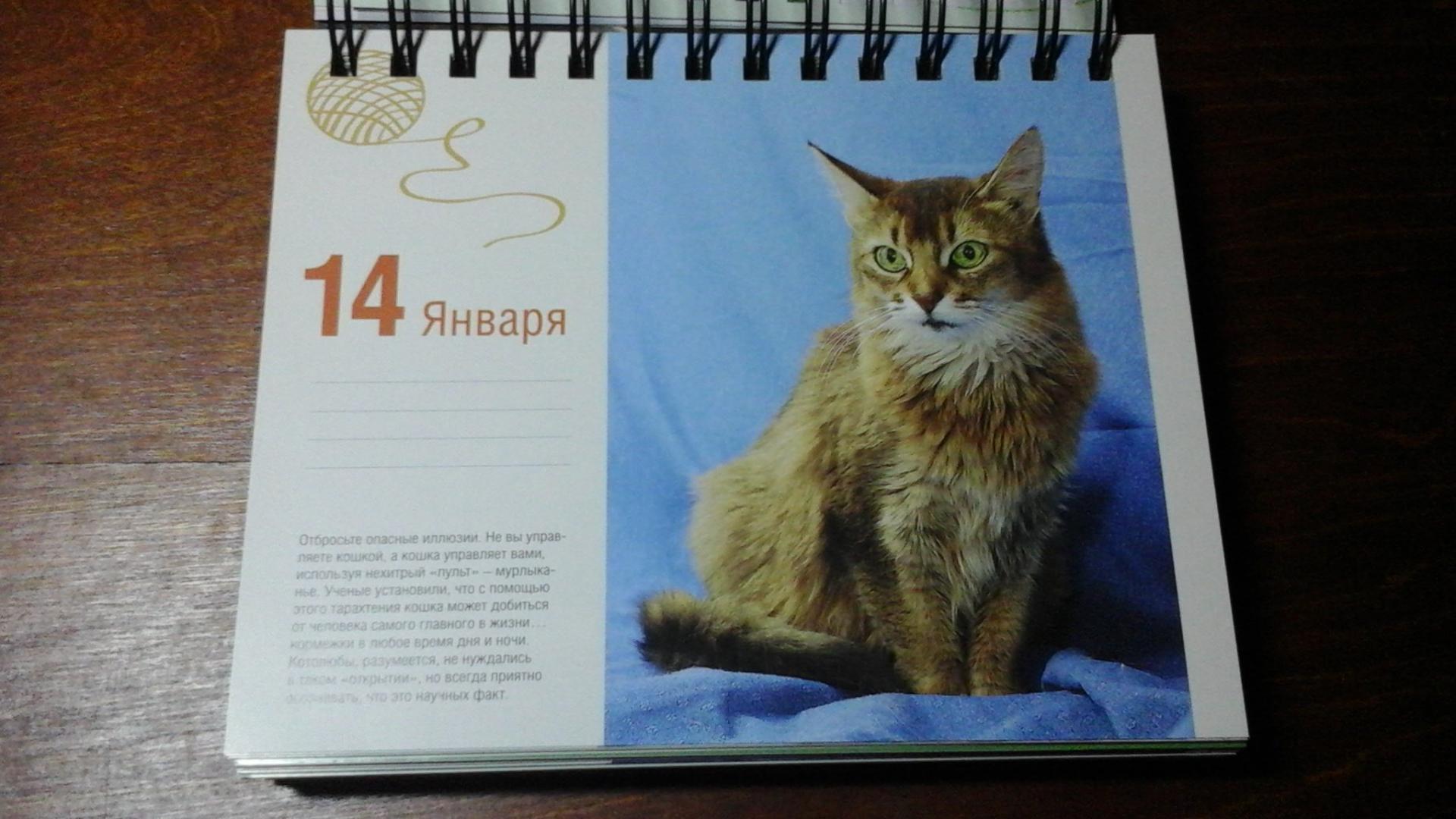 Иллюстрация 35 из 37 для Календарь "Котики. Лучшие кото-фото. 365 дней в году", универсальный - Евгения Гюнтер | Лабиринт - сувениры. Источник: ЛиС-а