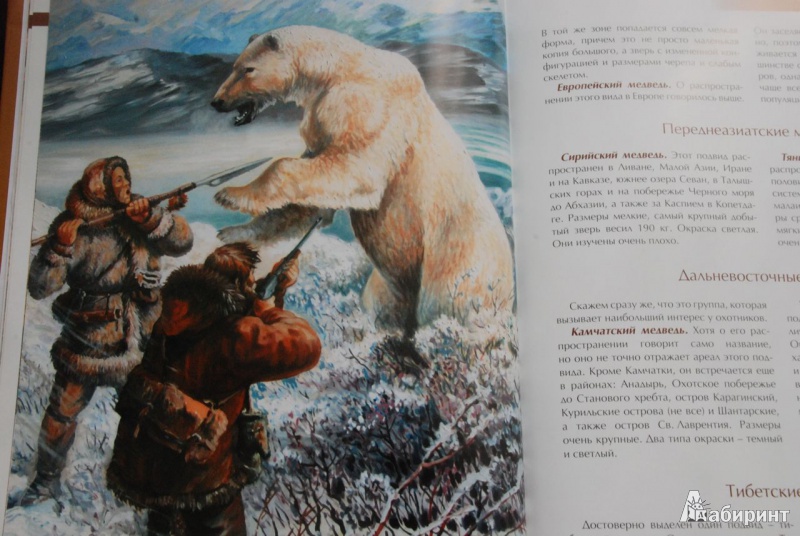Иллюстрация 14 из 43 для Охота на медведя - Олег Малов | Лабиринт - книги. Источник: bailadora