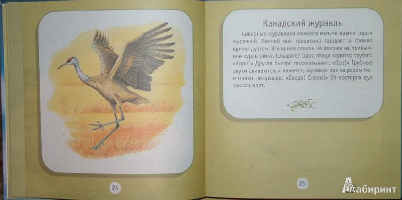 Иллюстрация 2 из 21 для Про птиц. Моя первая книга о животных - Александр Тихонов | Лабиринт - книги. Источник: om-2