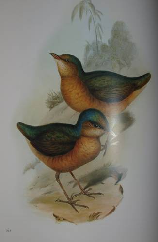 Иллюстрация 16 из 22 для Птицы Азии - Джон Гульд | Лабиринт - книги. Источник: Наталья Бухтиярова