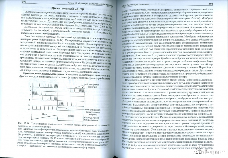 Иллюстрация 14 из 43 для Нормальная физиология. Учебник +CD - Брин, Ткаченко, Захаров, Мазинг | Лабиринт - книги. Источник: Еrin