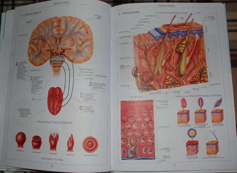 Иллюстрация 25 из 58 для Атлас анатомии человека | Лабиринт - книги. Источник: МаRUSя