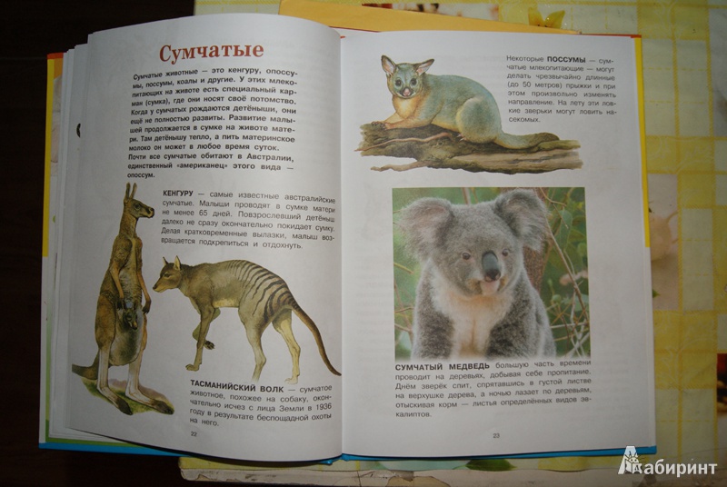 Иллюстрация 11 из 37 для Животные | Лабиринт - книги. Источник: Эрзюкова  Елена Алексеевна