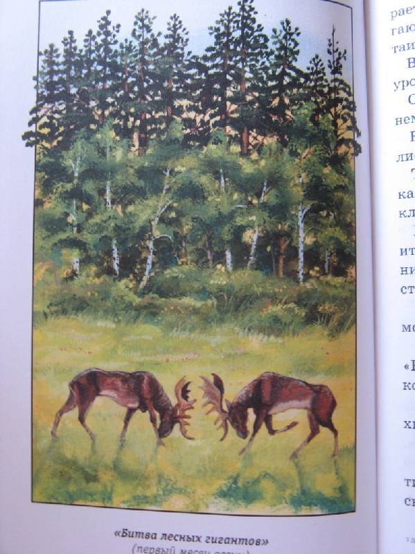 Иллюстрация 9 из 12 для Лесные происшествия - Виталий Бианки | Лабиринт - книги. Источник: Осень-рыжая подружка.