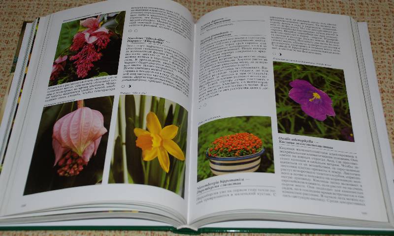 Иллюстрация 41 из 48 для Комнатные растения - Нико Вермейлен | Лабиринт - книги. Источник: МаRUSя