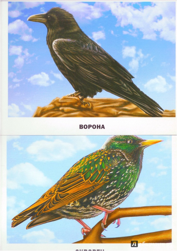 Иллюстрация 10 из 48 для Обучающие карточки. Птицы | Лабиринт - игрушки. Источник: Халтурина  Оксана