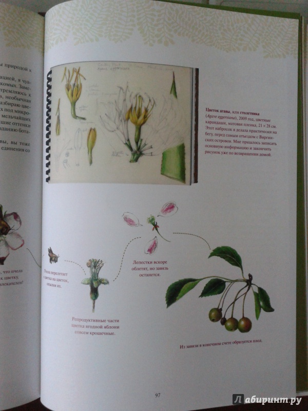 Иллюстрация 22 из 40 для Ботаническая иллюстрация - Венди Холендер | Лабиринт - книги. Источник: Бочкова Александра
