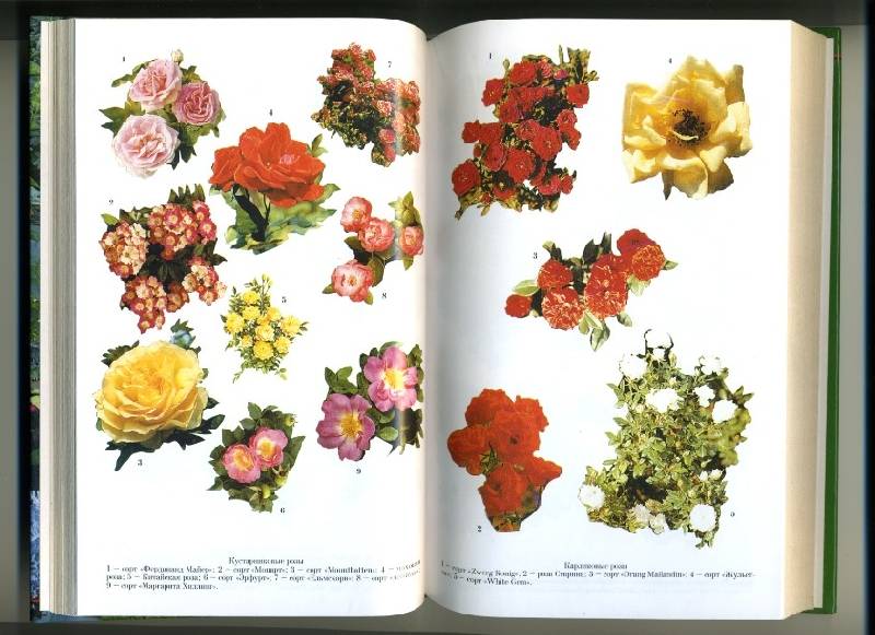 Иллюстрация 2 из 3 для Розы в саду и в доме - В. Линь | Лабиринт - книги. Источник: Варвара