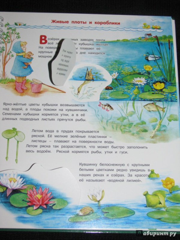 Иллюстрация 30 из 41 для Растения - Татьяна Елумеева | Лабиринт - книги. Источник: Nemertona