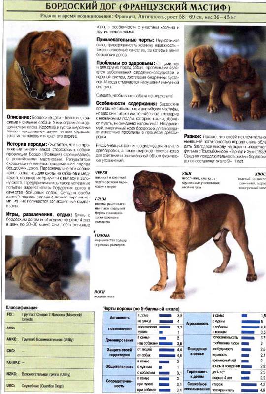 Иллюстрация 2 из 12 для Все о самых популярных породах собак - Джульетта Мей | Лабиринт - книги. Источник: Кнопа2