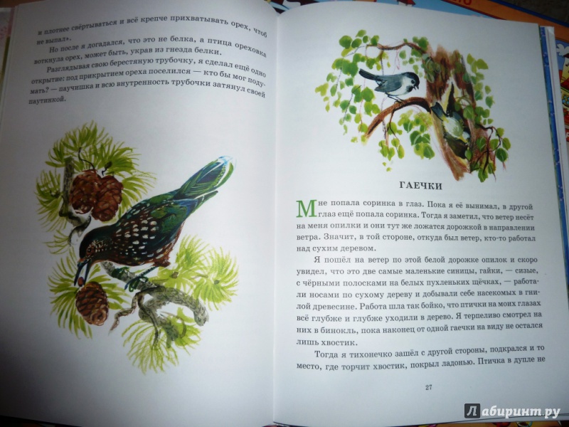 Иллюстрация 48 из 78 для Охота за бабочкой - Михаил Пришвин | Лабиринт - книги. Источник: настя тимарг