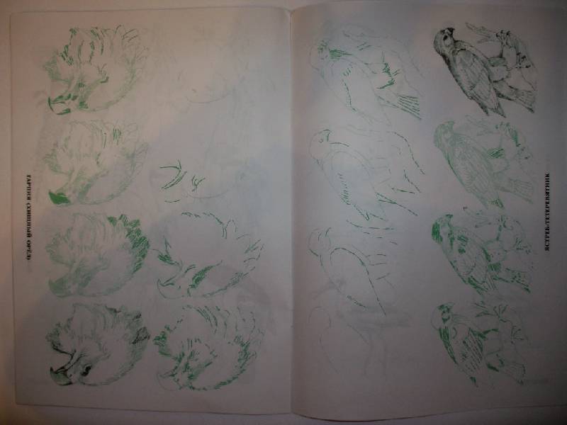 Иллюстрация 6 из 22 для Рисуем 50 птиц - Эймис, Д'Адамо | Лабиринт - книги. Источник: Tiger.
