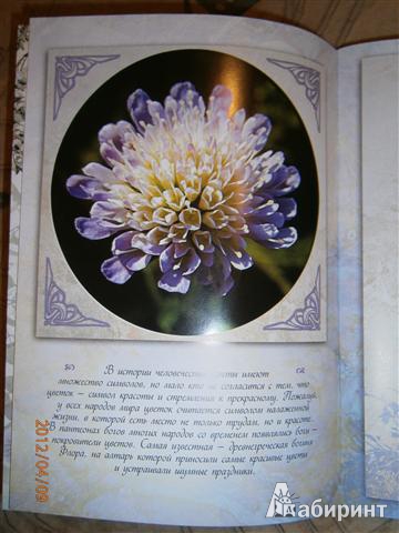 Иллюстрация 19 из 22 для Цветы к празднику | Лабиринт - книги. Источник: Малу