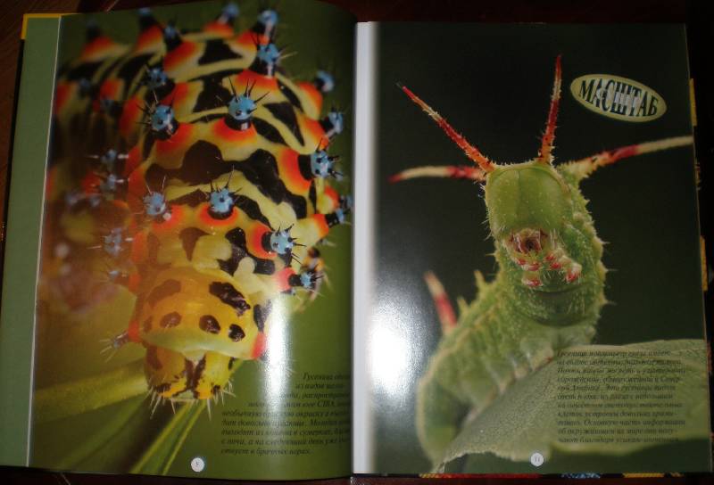 Иллюстрация 22 из 44 для Насекомые: жуки, пауки, бабочки и другие - Эндрю Дэвис | Лабиринт - книги. Источник: Гостья