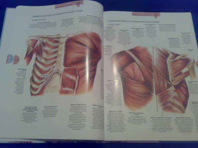 Иллюстрация 4 из 13 для Атлас анатомии человека - Виге, Орте | Лабиринт - книги. Источник: Ялина