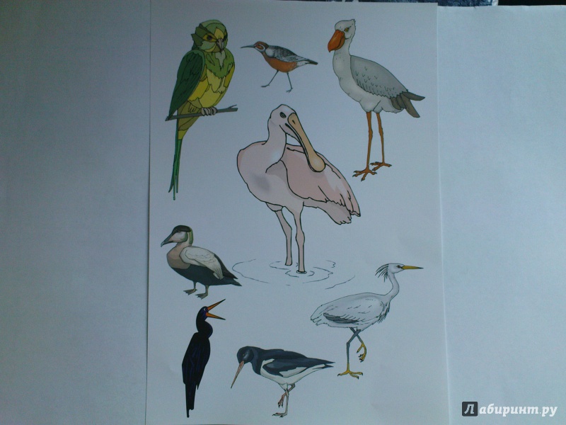 Иллюстрация 4 из 24 для Бумага цветная поделочная №7 "Животные" (А4, 10 листов, 10 видов) (11-410-155) | Лабиринт - канцтовы. Источник: Чубарова  Наталья
