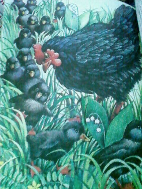 Иллюстрация 33 из 34 для Большая птичья книга | Лабиринт - книги. Источник: lettrice