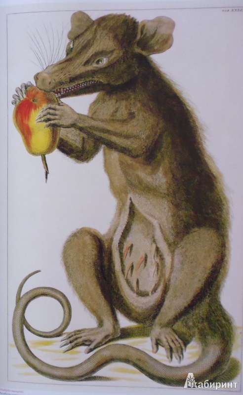 Иллюстрация 15 из 16 для Cabinet of Natural Curiosities - Musch, Rust, Willmann | Лабиринт - книги. Источник: Комаров Владимир