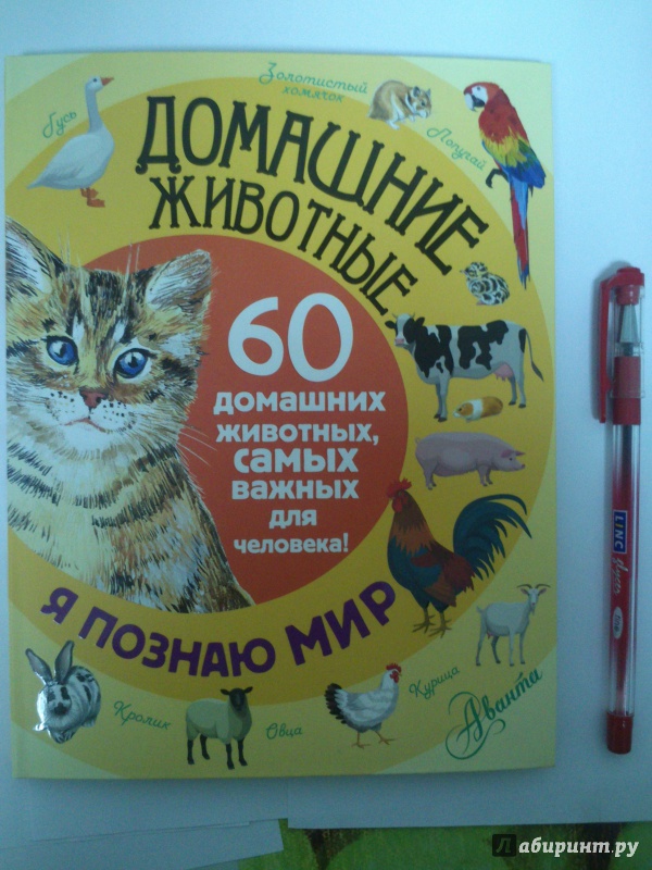 Иллюстрация 5 из 36 для Домашние животные. 60 домашних животных, самых важных для человека - Елена Снегирева | Лабиринт - книги. Источник: Черная  Ксения