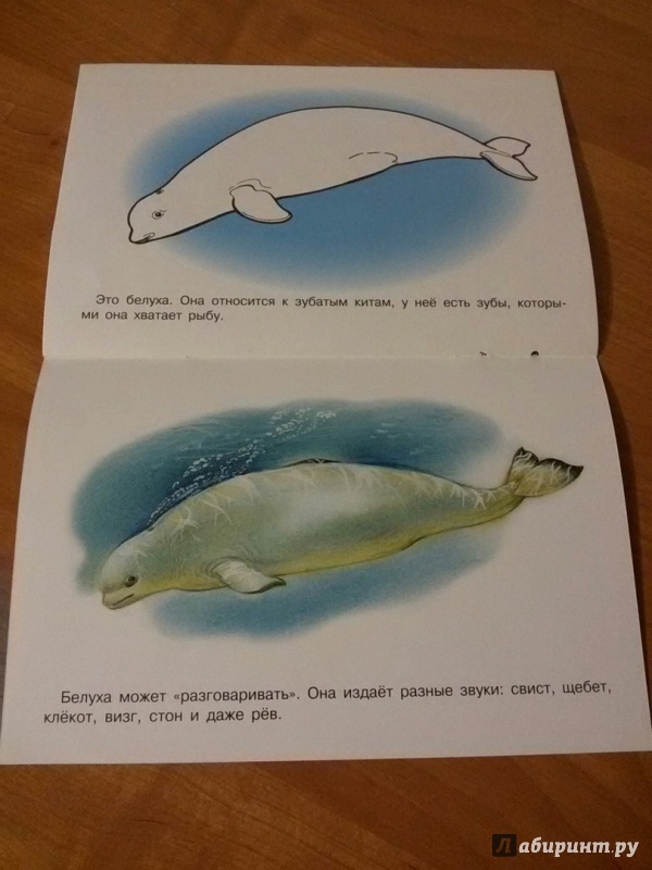 Иллюстрация 21 из 25 для Раскраска "Животные Арктики и Антарктики" | Лабиринт - книги. Источник: snemelk