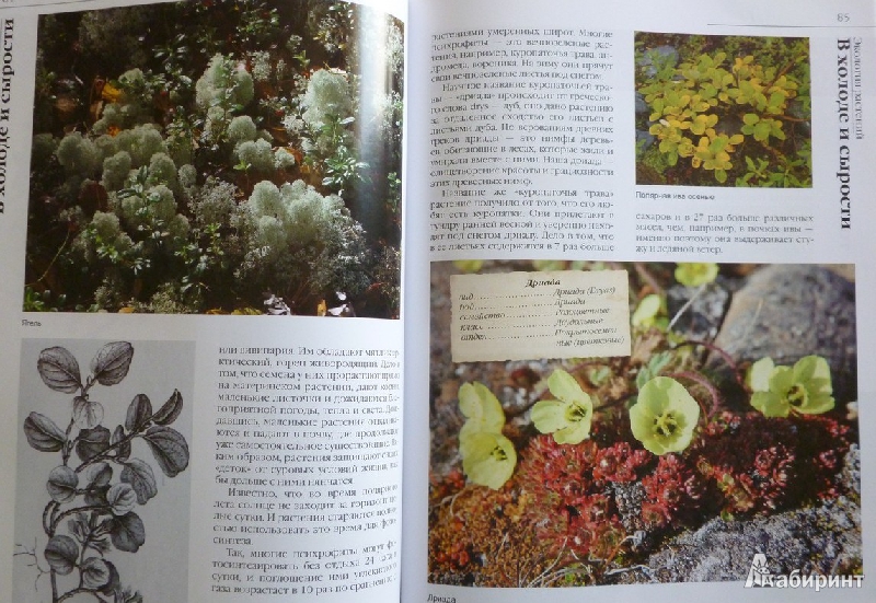 Иллюстрация 41 из 50 для В мире растений - Дикарева, Леонова | Лабиринт - книги. Источник: дева