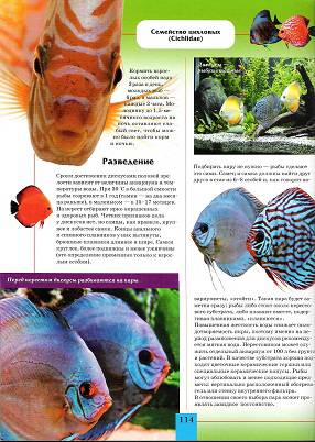 Иллюстрация 6 из 6 для Легкий аквариум. Школа домашнего аквариумиста (+ DVD) | Лабиринт - книги. Источник: Oslik IA