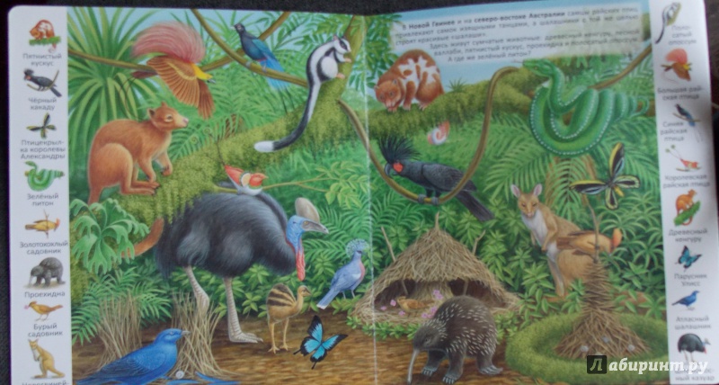 Иллюстрация 20 из 39 для Животные и растения тропических лесов | Лабиринт - книги. Источник: Sweet mama