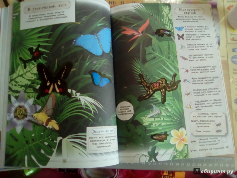Иллюстрация 20 из 25 для Занимательная зоология. Насекомые - Вики Эган | Лабиринт - книги. Источник: Svetlik76