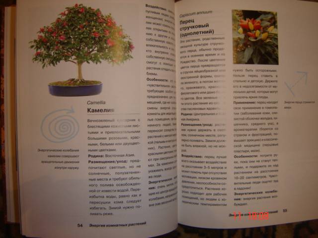 Иллюстрация 4 из 10 для Энергия комнатных растений - Ева-Катарина Хоффманн | Лабиринт - книги. Источник: Leyla
